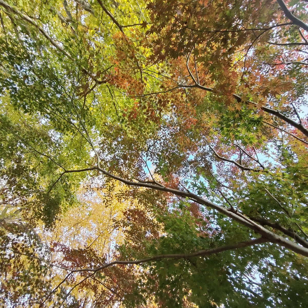 marebito0215's tweet photo. <練習中😅>〈ﾓﾐﾁﾞ遊び+脇山茶��
赤いもみぢ
黄色いもみぢ
緑の葉っぱと
青い空♪

いろはにほへと
ちりぬるを
もみぢの地味裳
魑魅ﾁﾐすだま♪

ｱﾀｼの中のもみぢ
もみぢの中のｱﾀｼ　　
ひふみよいむな　
ここの戸を
ﾓﾐﾁﾞの錦　
神のﾏﾆﾏﾆ♪

茶の葉　　
茶の花　　
茶の実
茶の霊♪ https://t.co/0E2JTSSvsh
