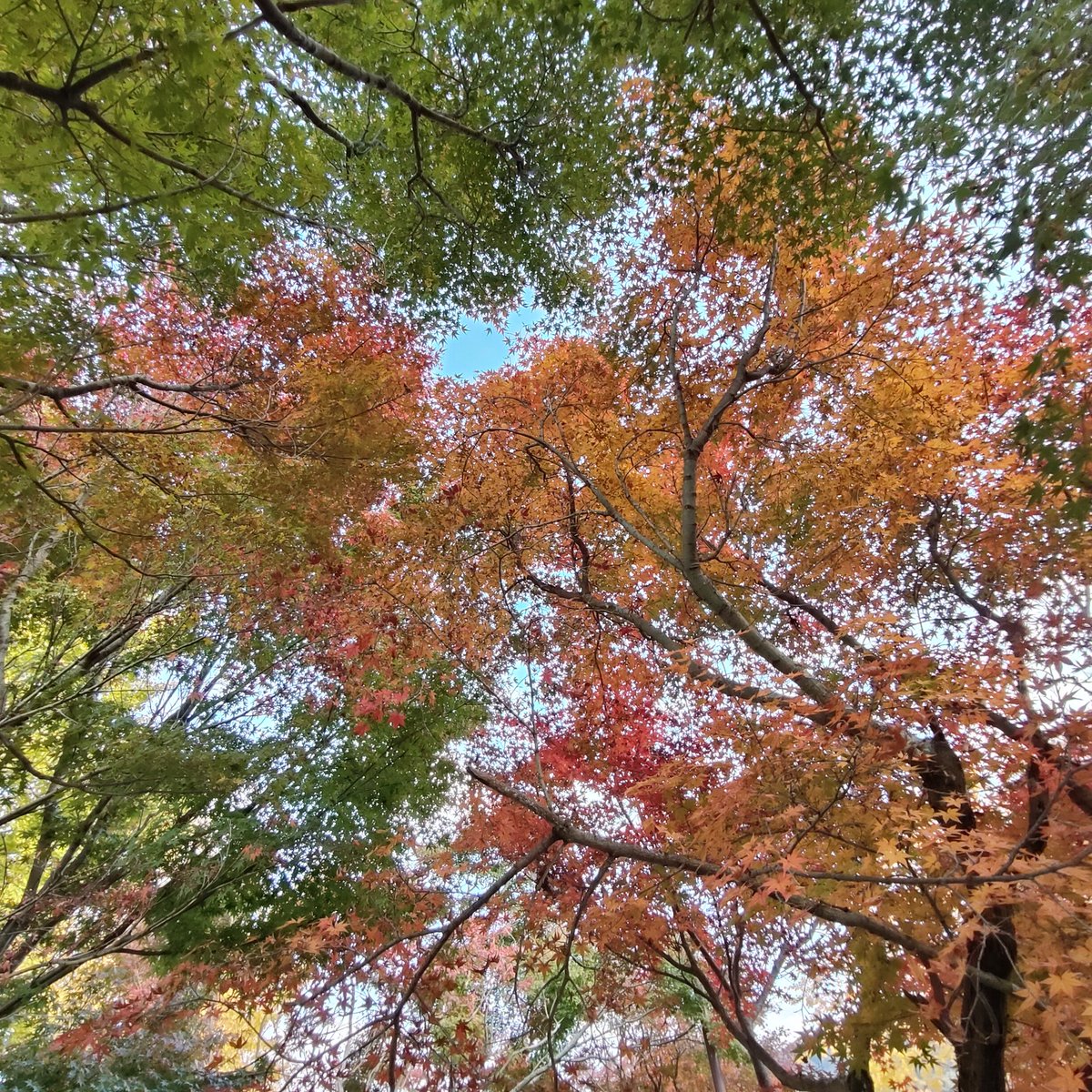 marebito0215's tweet photo. <練習中😅>〈ﾓﾐﾁﾞ遊び+脇山茶��
赤いもみぢ
黄色いもみぢ
緑の葉っぱと
青い空♪

いろはにほへと
ちりぬるを
もみぢの地味裳
魑魅ﾁﾐすだま♪

ｱﾀｼの中のもみぢ
もみぢの中のｱﾀｼ　　
ひふみよいむな　
ここの戸を
ﾓﾐﾁﾞの錦　
神のﾏﾆﾏﾆ♪

茶の葉　　
茶の花　　
茶の実
茶の霊♪ https://t.co/0E2JTSSvsh