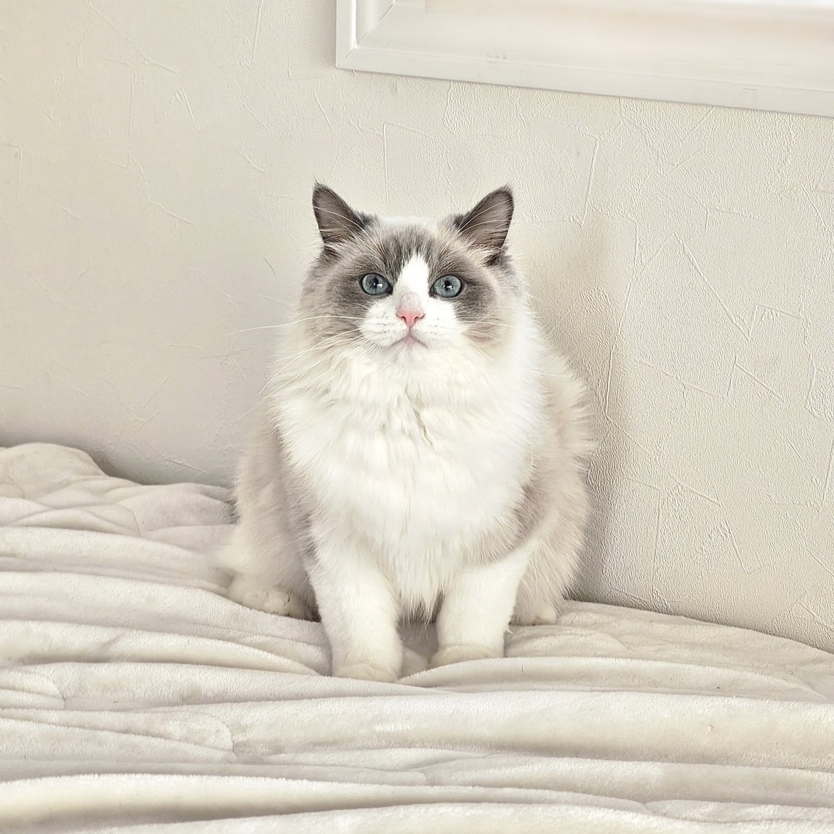 あまりにも可愛すぎる猫ちゃんが表示されますので、閲覧される際は心の