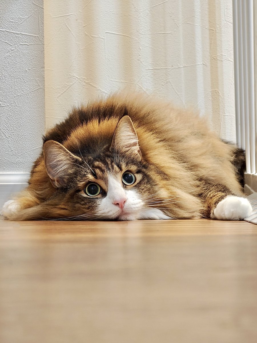 あまりにも可愛すぎる猫ちゃんが表示されますので、閲覧される際は心の