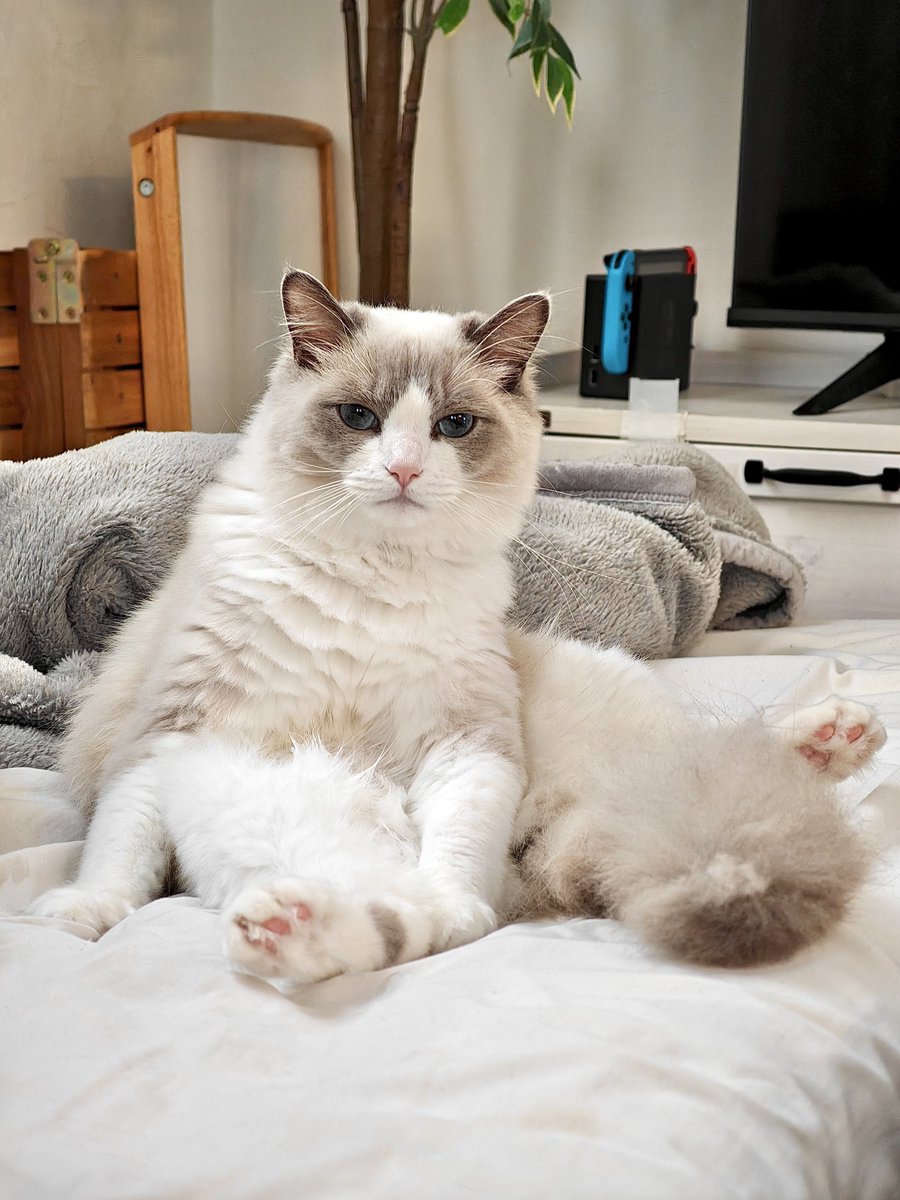 あまりにも可愛すぎる猫ちゃんが表示されますので、閲覧される際は心の