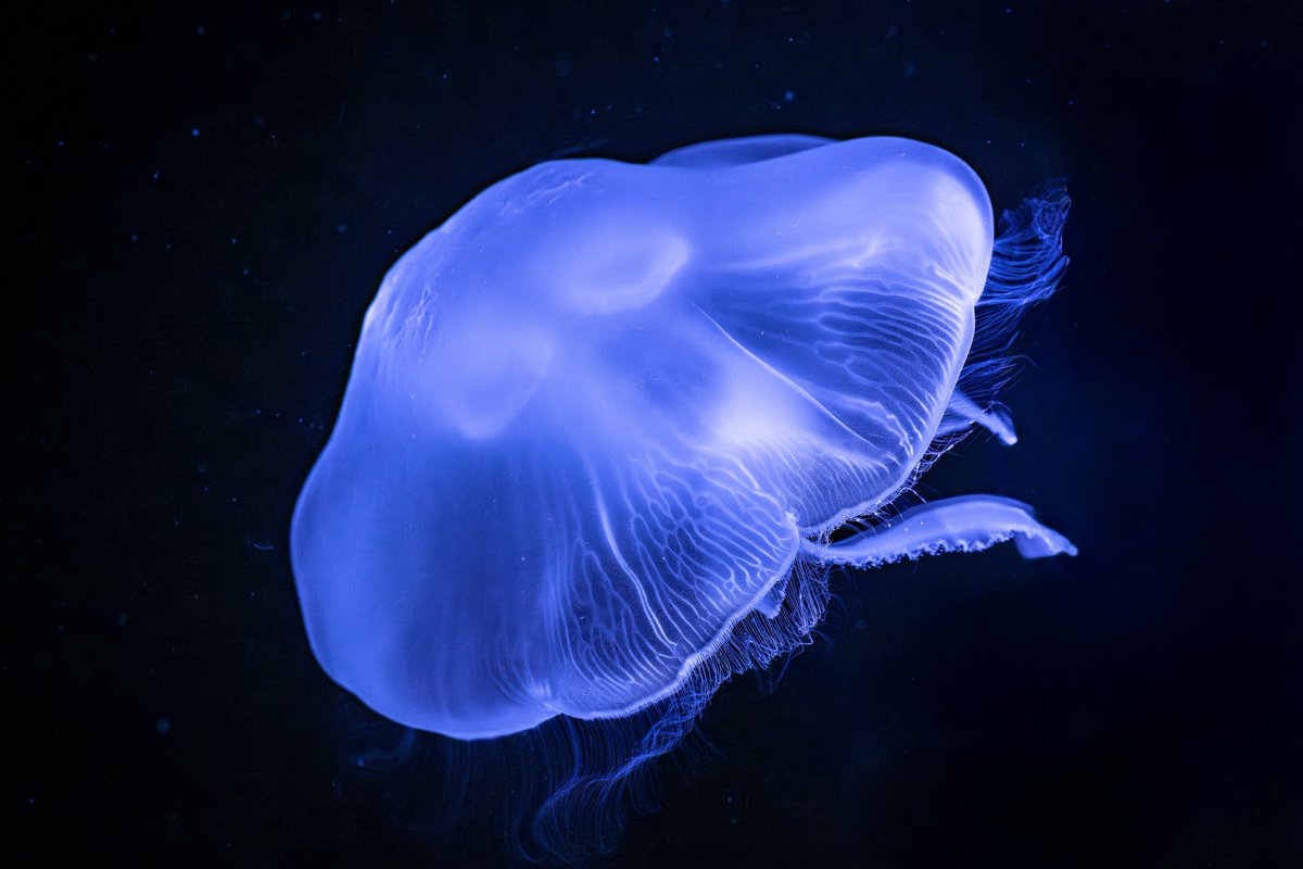 sherie_photo's tweet image. クラゲの祭典はまだ終わらない。  
今宵も深い青の奥で🪼