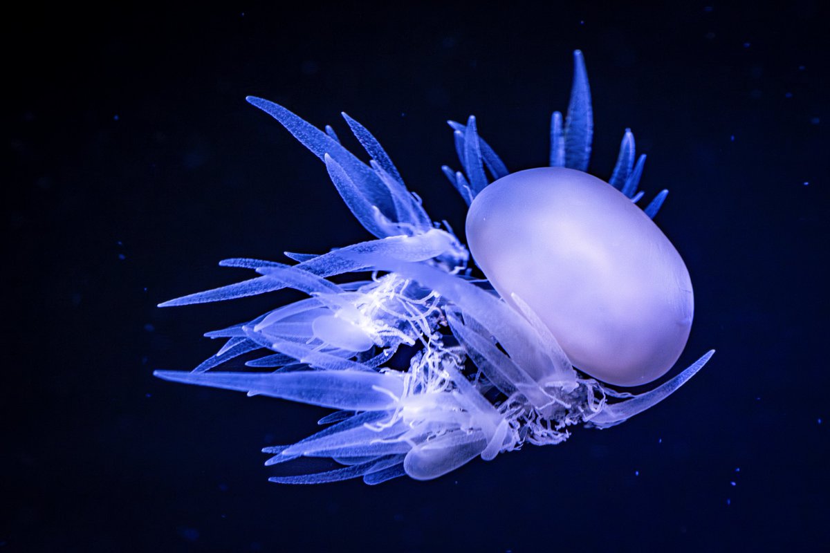 sherie_photo's tweet image. クラゲの祭典はまだ終わらない。  
今宵も深い青の奥で🪼