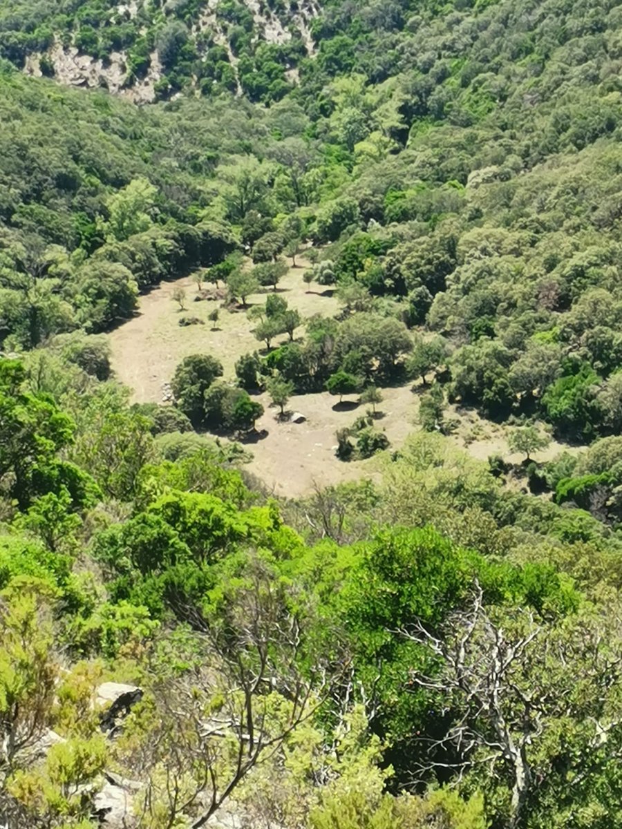 Fundació Sèlvans tweet media