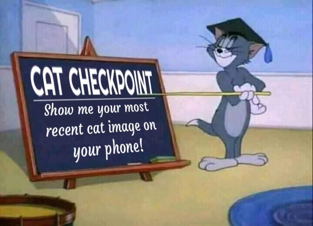 smol silly cat tweet media