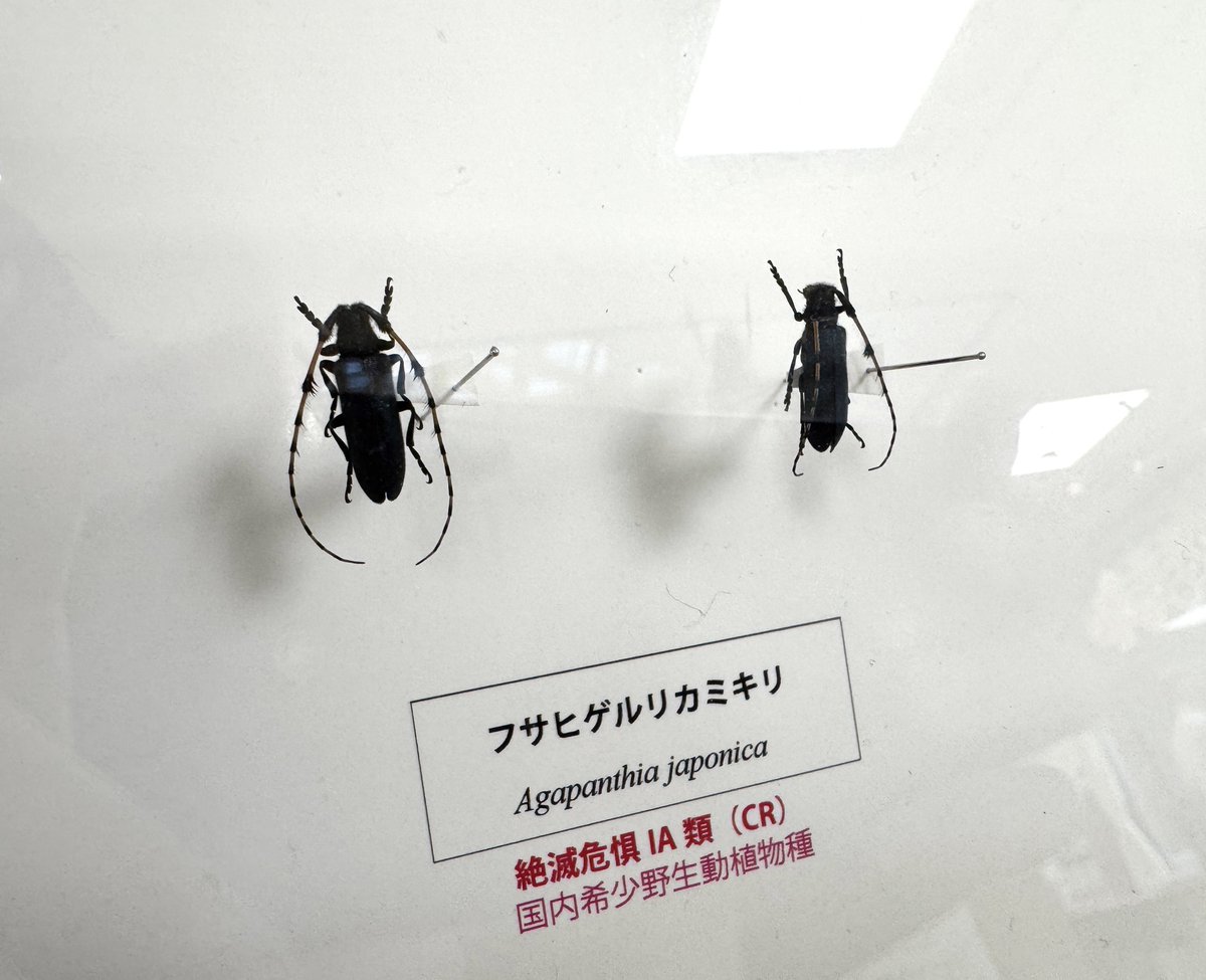 ガテマラ産　ツノハナムグリ　37mm ガテマラ産 ツノハナムグリ 37mm 【公式通販】