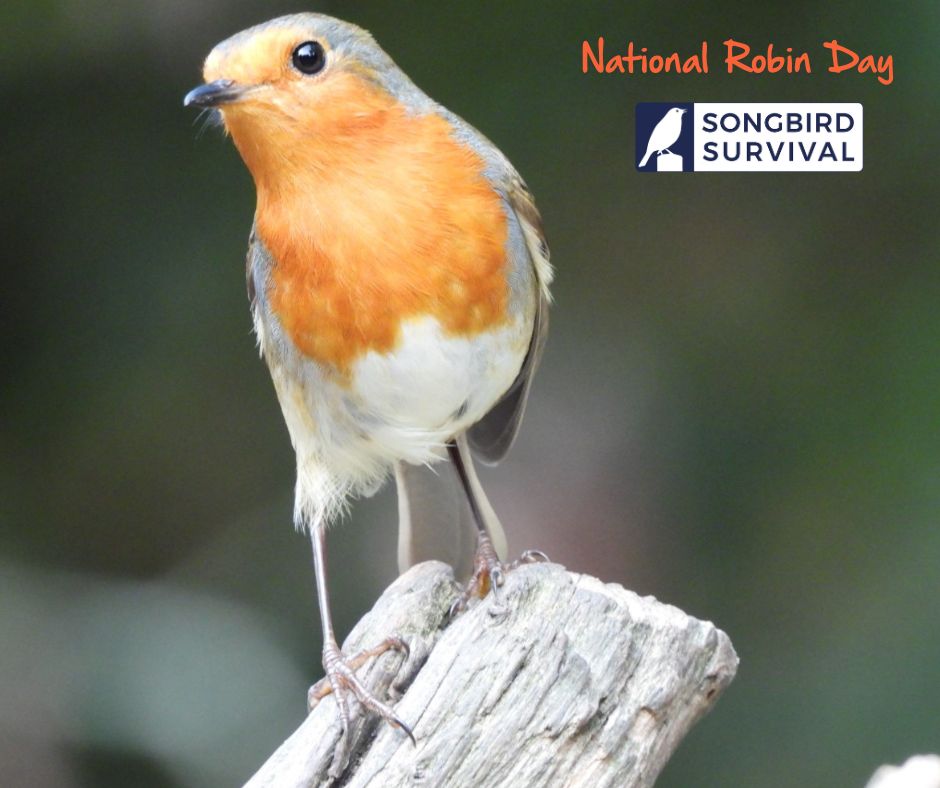 National Robin Day tweet media