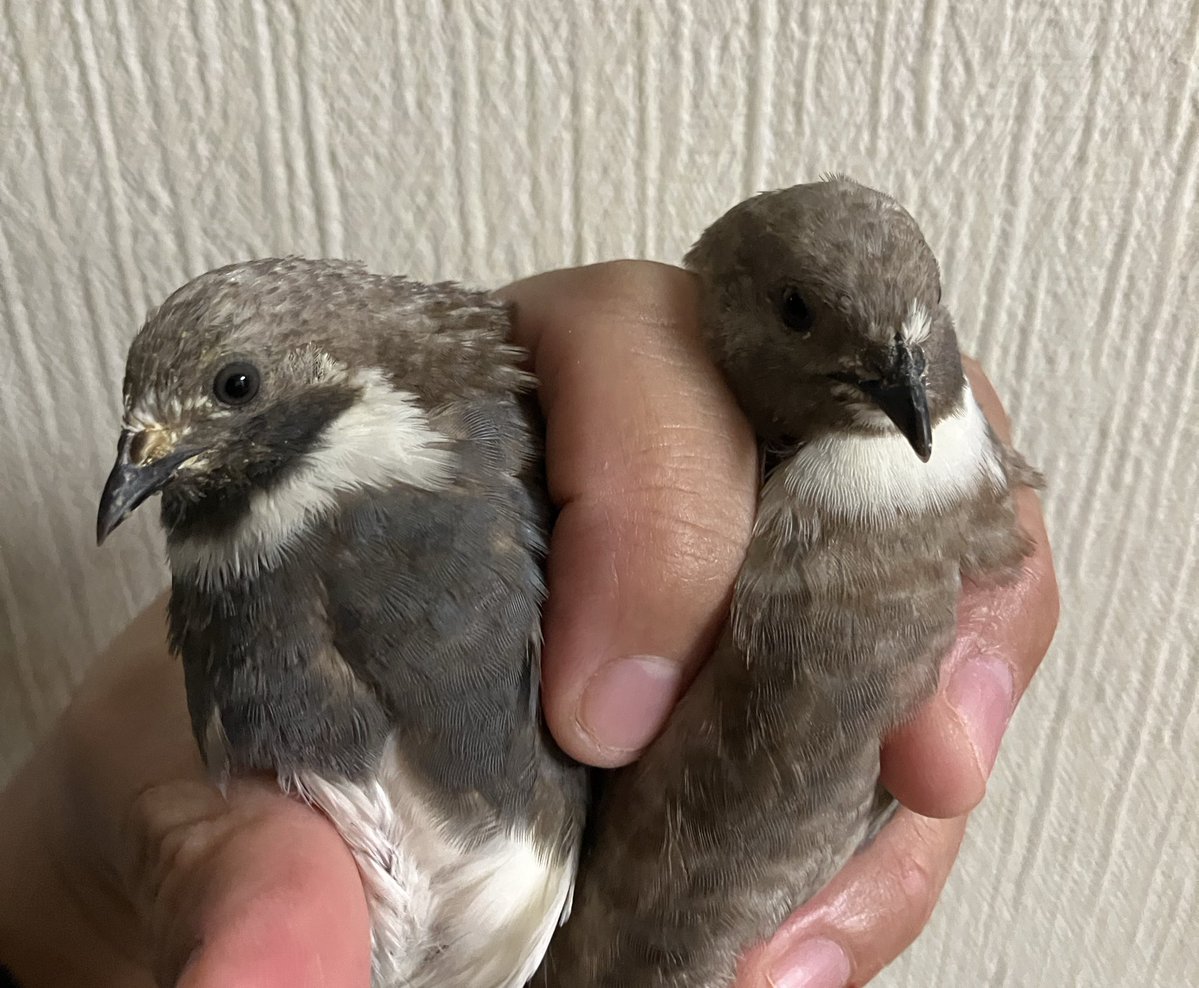 ポポチョロ🐦💨 (@1b4fc39ec9e04d3) / Posts / X