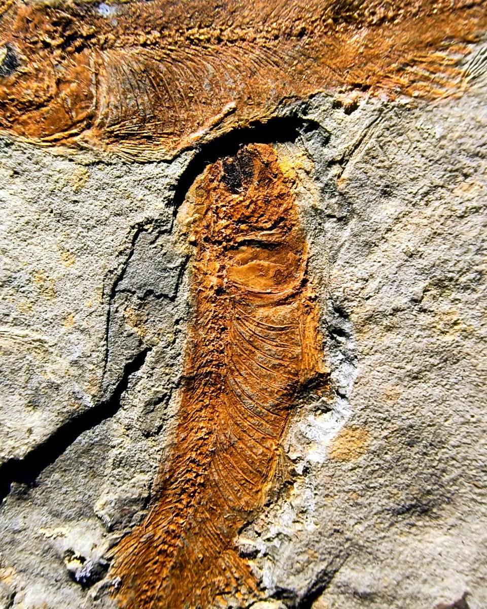 ABaucon's tweet photo. Dive into the depths of time and discover fossil fishes. Share your best-fish choice with fellow rockhounds! π
#FossilFish #SunnyDay #AquaticTwin https://t.co/1Inmq27Uo0