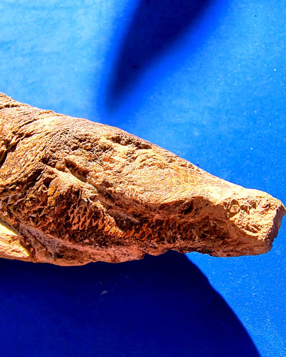ABaucon's tweet photo. Dive into the depths of time and discover fossil fishes. Share your best-fish choice with fellow rockhounds! π
#FossilFish #SunnyDay #AquaticTwin https://t.co/1Inmq27Uo0