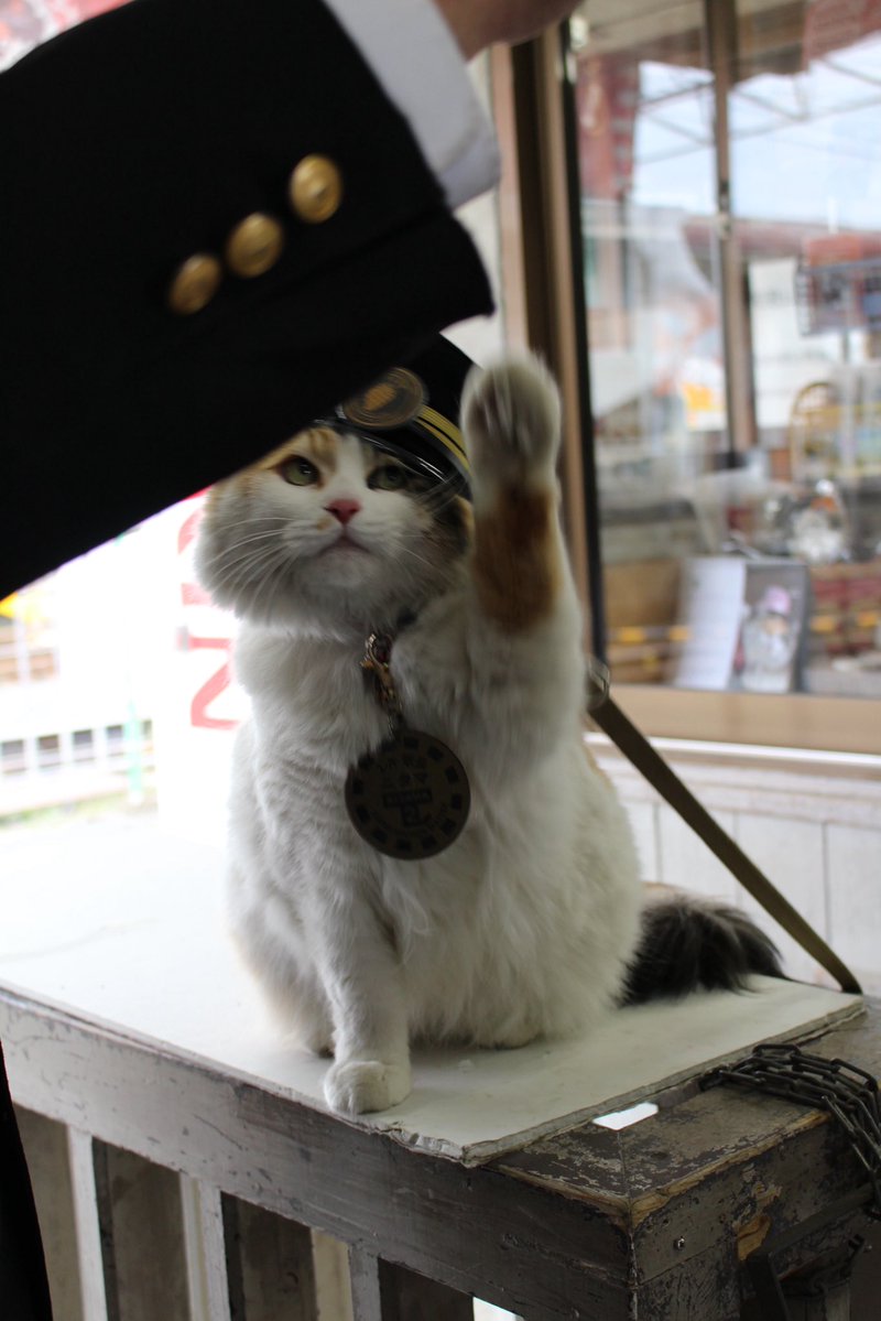たま駅長 和歌山電鉄の初代猫駅長「たま」のパネル、3駅に…ポストカードが