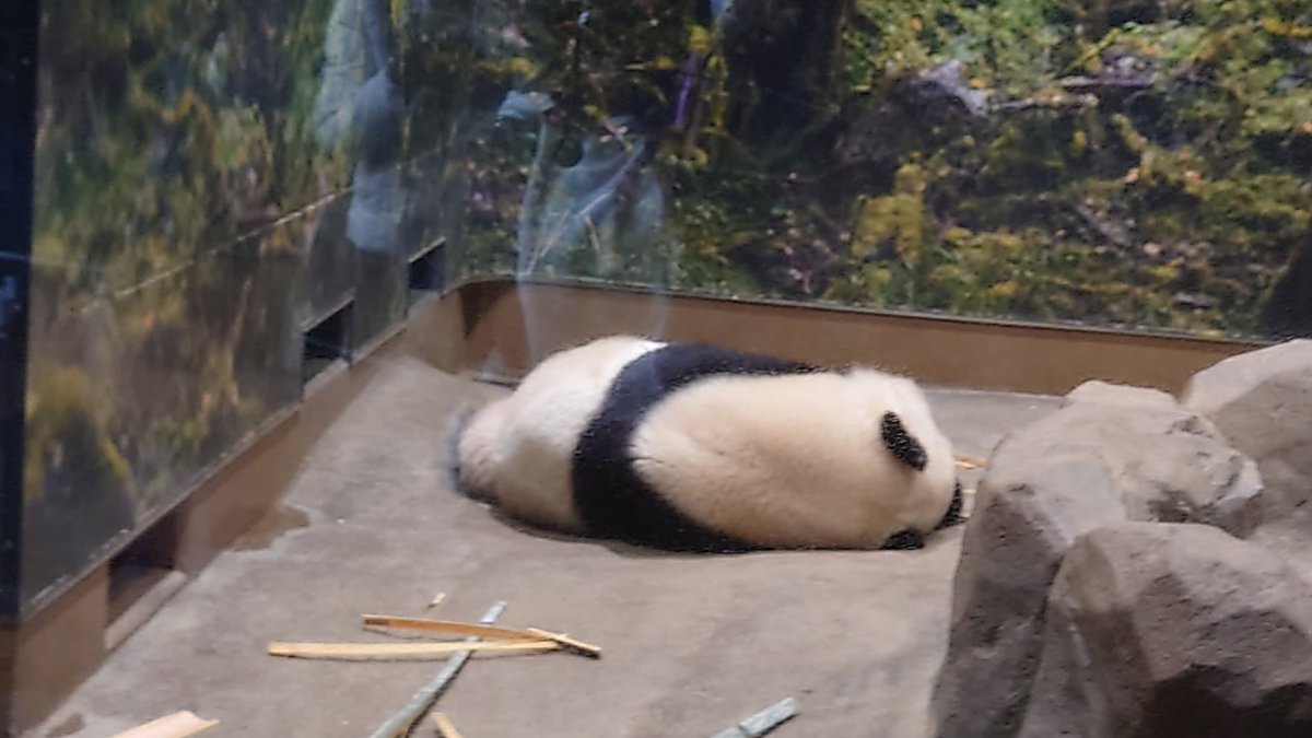 LunaPerro_IIX's tweet photo. いなくなる前にパンダを観に上野動物園行ってきました🐼
やっぱ直接観ると可愛いもんだね✨💕
フォートナイトにBLEACHコラボ来るらしいけど、呪術廻戦の乙骨くんやパンダ先輩も来て欲しい🥹 https://t.co/1sqz6mm0c8