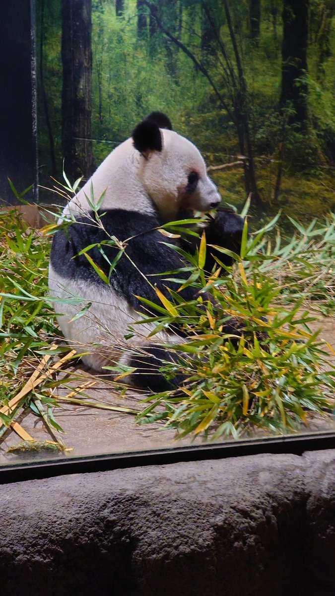 LunaPerro_IIX's tweet photo. いなくなる前にパンダを観に上野動物園行ってきました🐼
やっぱ直接観ると可愛いもんだね✨💕
フォートナイトにBLEACHコラボ来るらしいけど、呪術廻戦の乙骨くんやパンダ先輩も来て欲しい🥹 https://t.co/1sqz6mm0c8