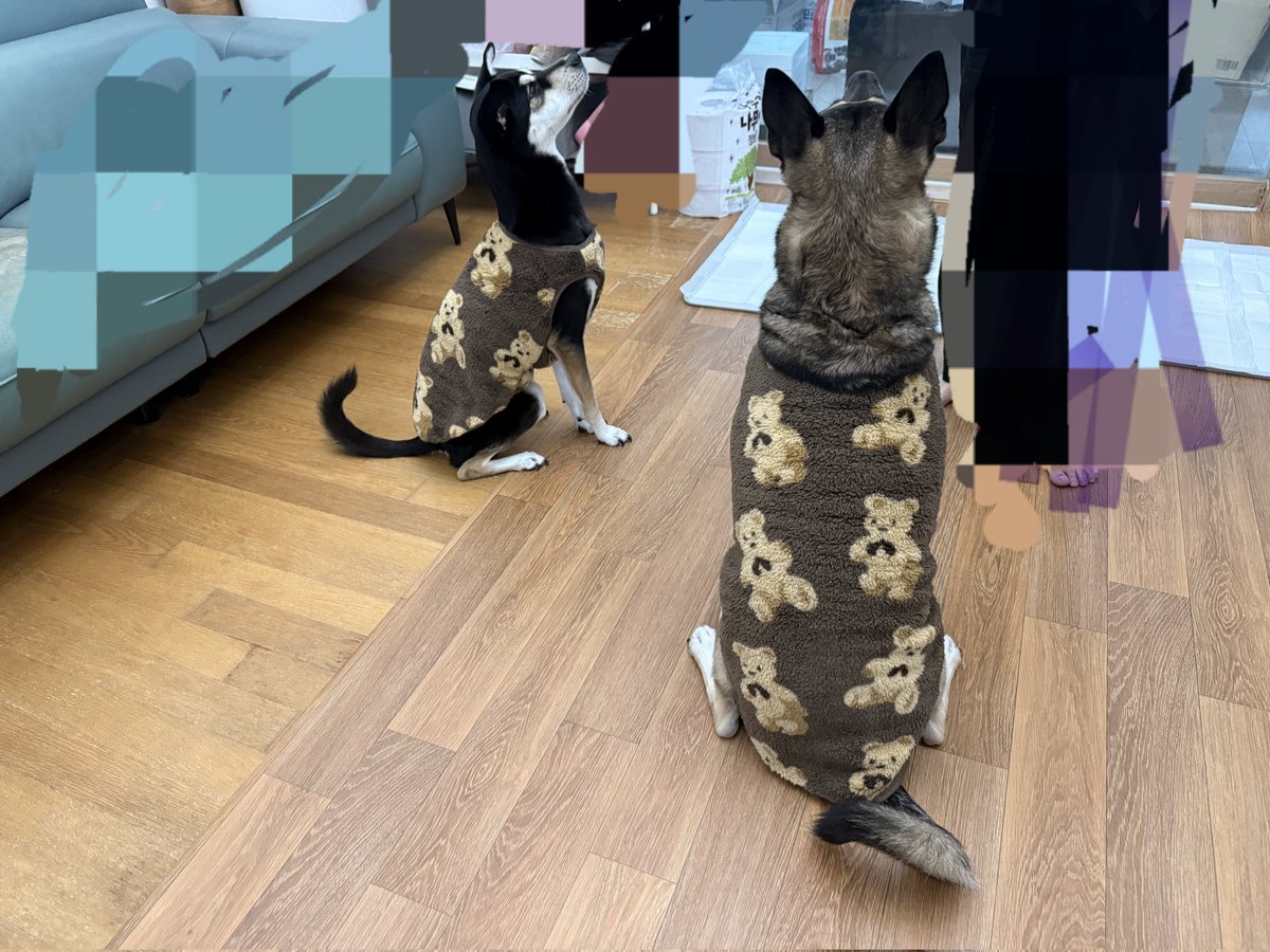 큰언니가 사온 테무산 조끼
들레는 너무 귀여운데 차차는 왜.... 송아지방한조끼 같은 느낌인지...