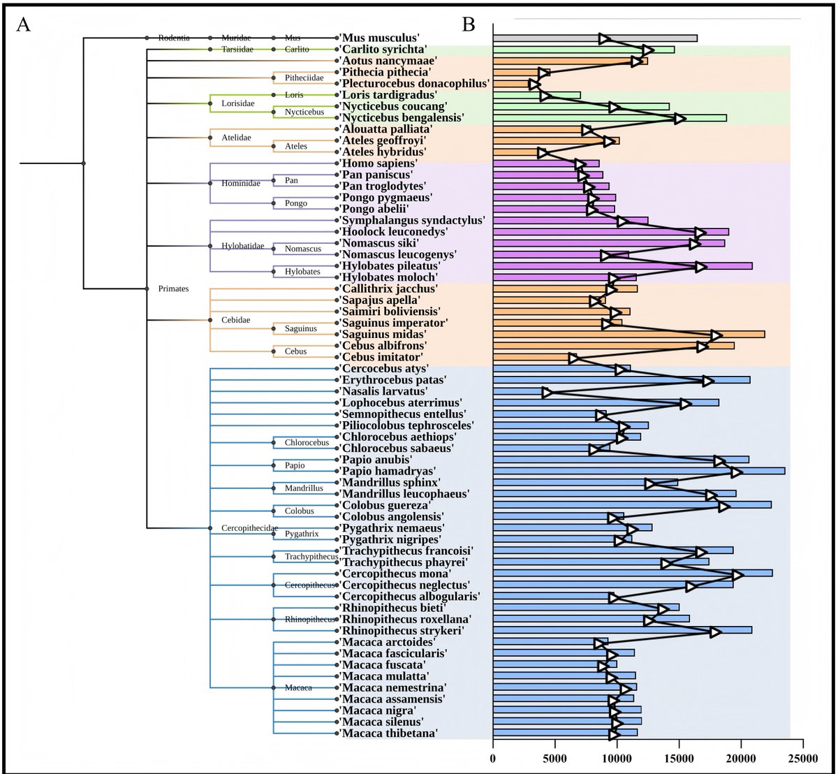 iCelljournal's tweet photo. A Compendium of #ERVs in the Genomes of #Major Primates
🔗https://t.co/OvNkQZn3gb
#Primates #ERVs #TrachypithecusFrancoisi #Genomes #Database https://t.co/Uxf4dK2Z0G