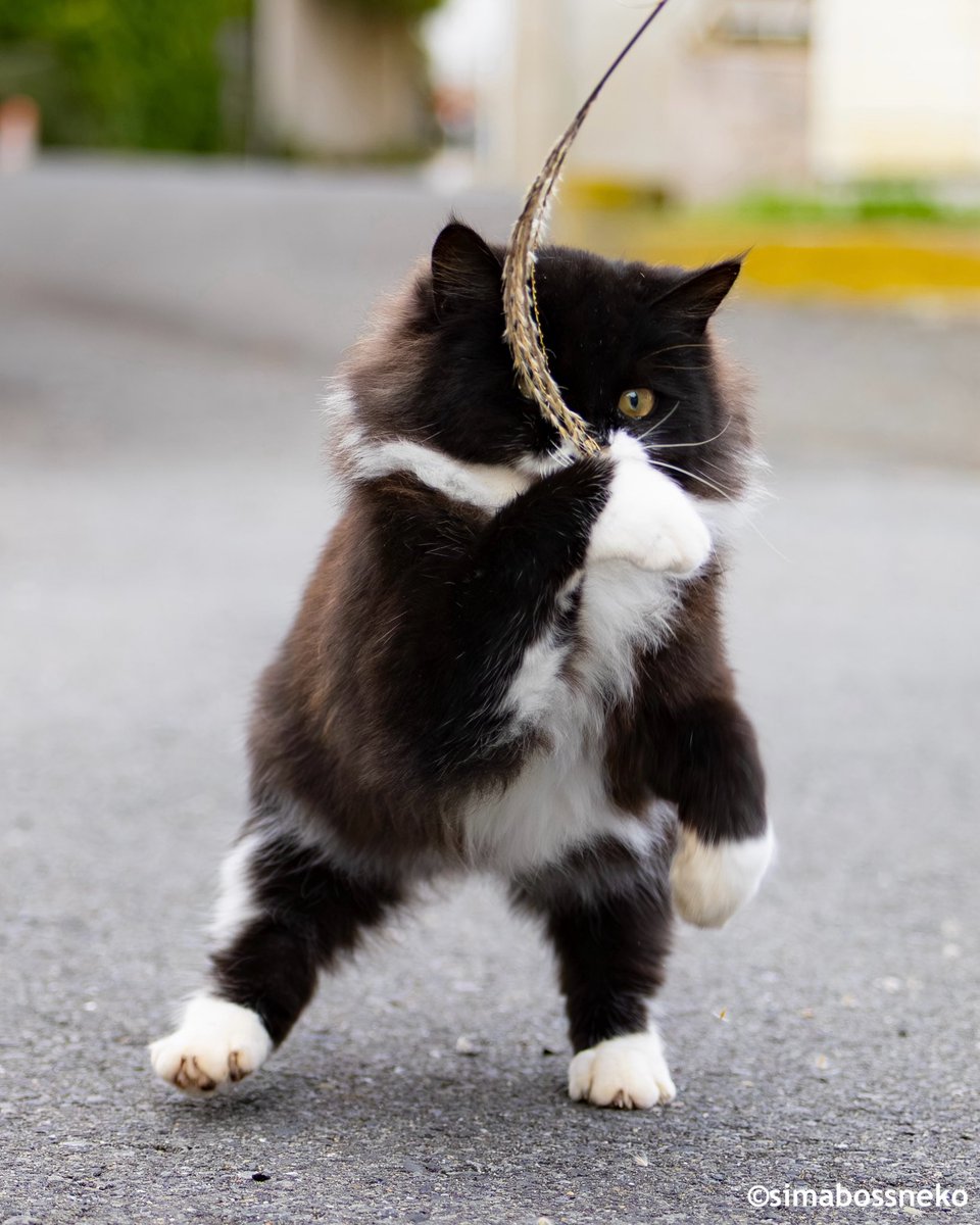 simabossneko 写真集「島にゃんこ」発売中 (@simabossneko) / Posts / X