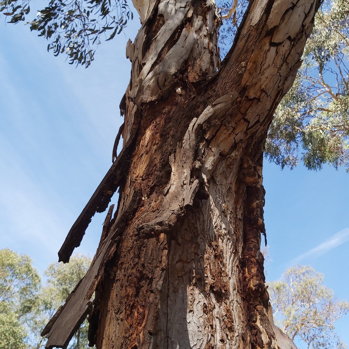 It's another #TreeBarkTuesday ! This one isn't necessarily a #thicktrunktuesday but the bark IS thick! #Canberra #summer