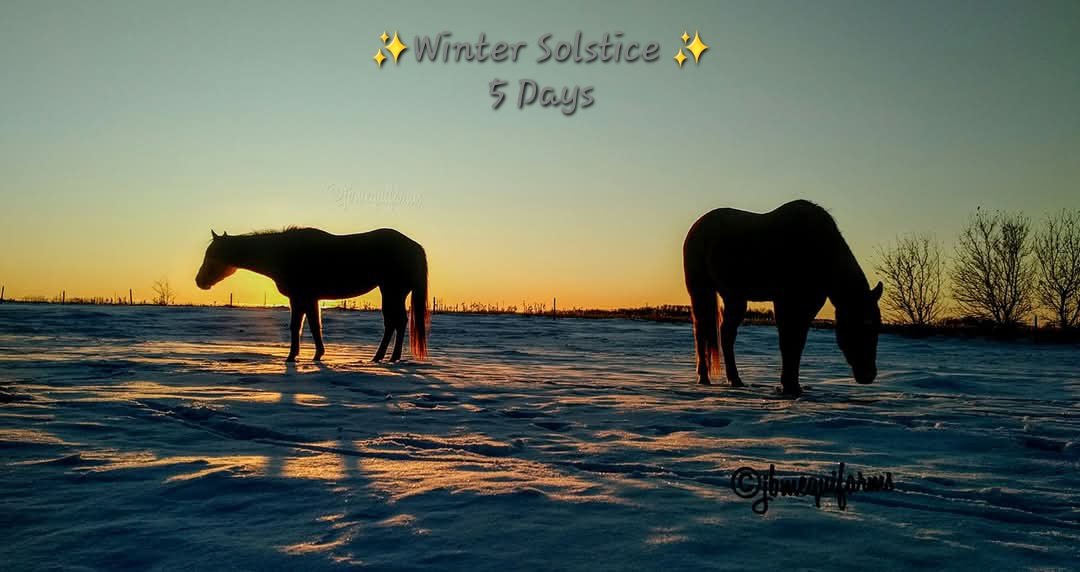 JBMEquiFarms's tweet photo. #SolsticeCountdown
✨️5 Days✨️
#manitoba #horses https://t.co/kKS1vfCZjK