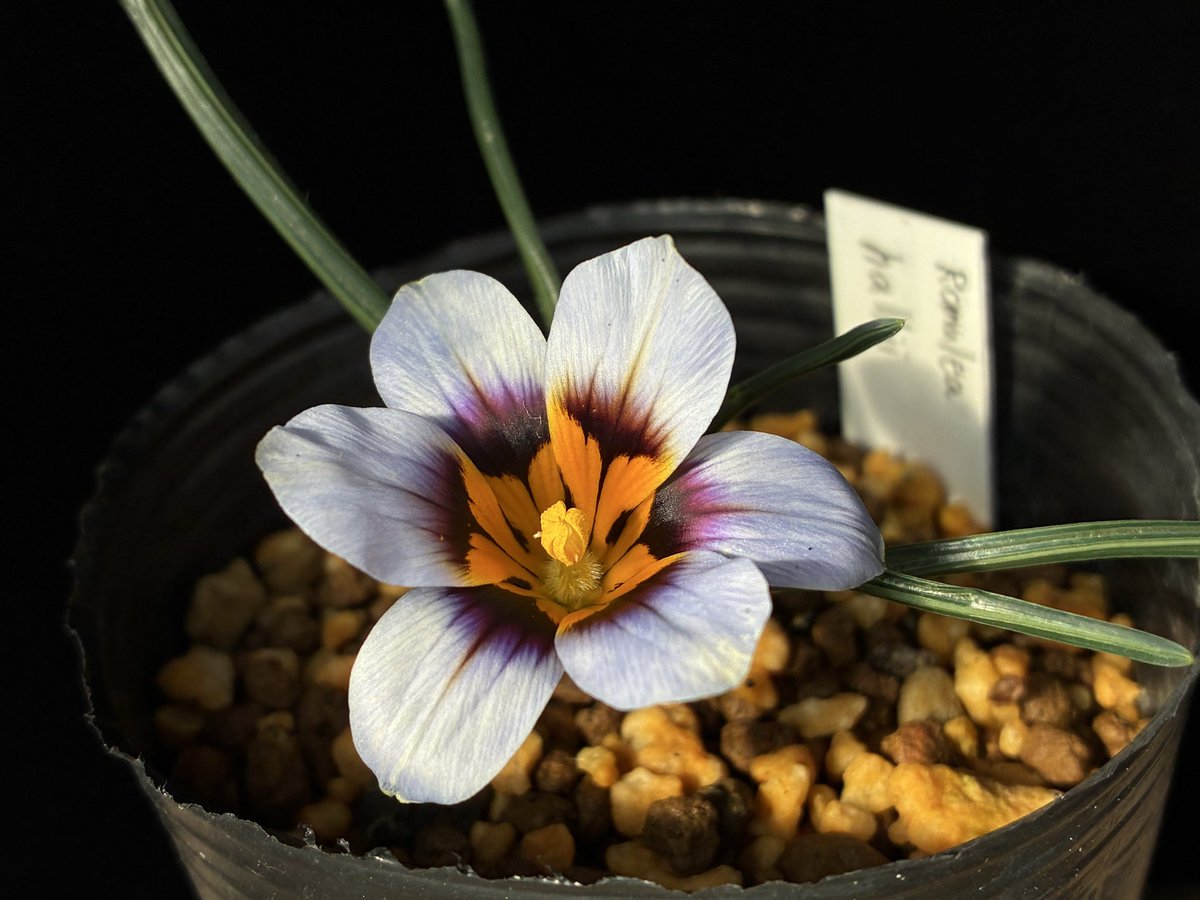 nyanko (@nya3nyanko) / Posts / X