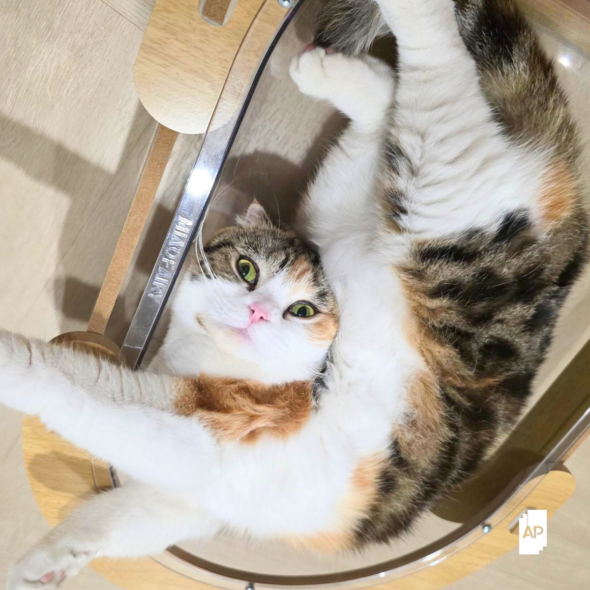 AP_Inspire's tweet photo. แมวเป็นของเหลว เรื่องยืดหยุ่นขอให้บอกหนูทำได้หมดทุกกระบวนท่า 

ไม่ต้องแปลกใจถ้าวันนึงคุณเดินผ่านซอกเล็กๆ หรือกล่องใบจิ๋ว เจ้าแมวเมี๊ยวก็สามารถแทรกตัวเข้าไปได้หมด มันเป็นเพราะแมวมีกระดูดสันหลังที่ยืดหยุ่นสูงกว่าสัตว์ทั่วไป ทำให้บิดตัวได้อย่างอิสระ และธรรมชาติของกล้ามเนื้อแมวเคลื่อนไหวได้อย่างว่องไว ไม่ต้องห่วงเรื่องปีนป่าย กระโดดกี่ครั้งก็ยืดหยุ่นเหมือนเดิม

APThai | ชีวิตดีๆที่เลือกเองได้ | APLivingseries | APPawLiving