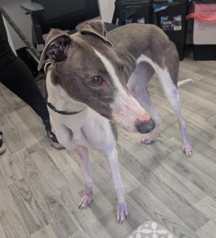 Hope Rescue tweet media