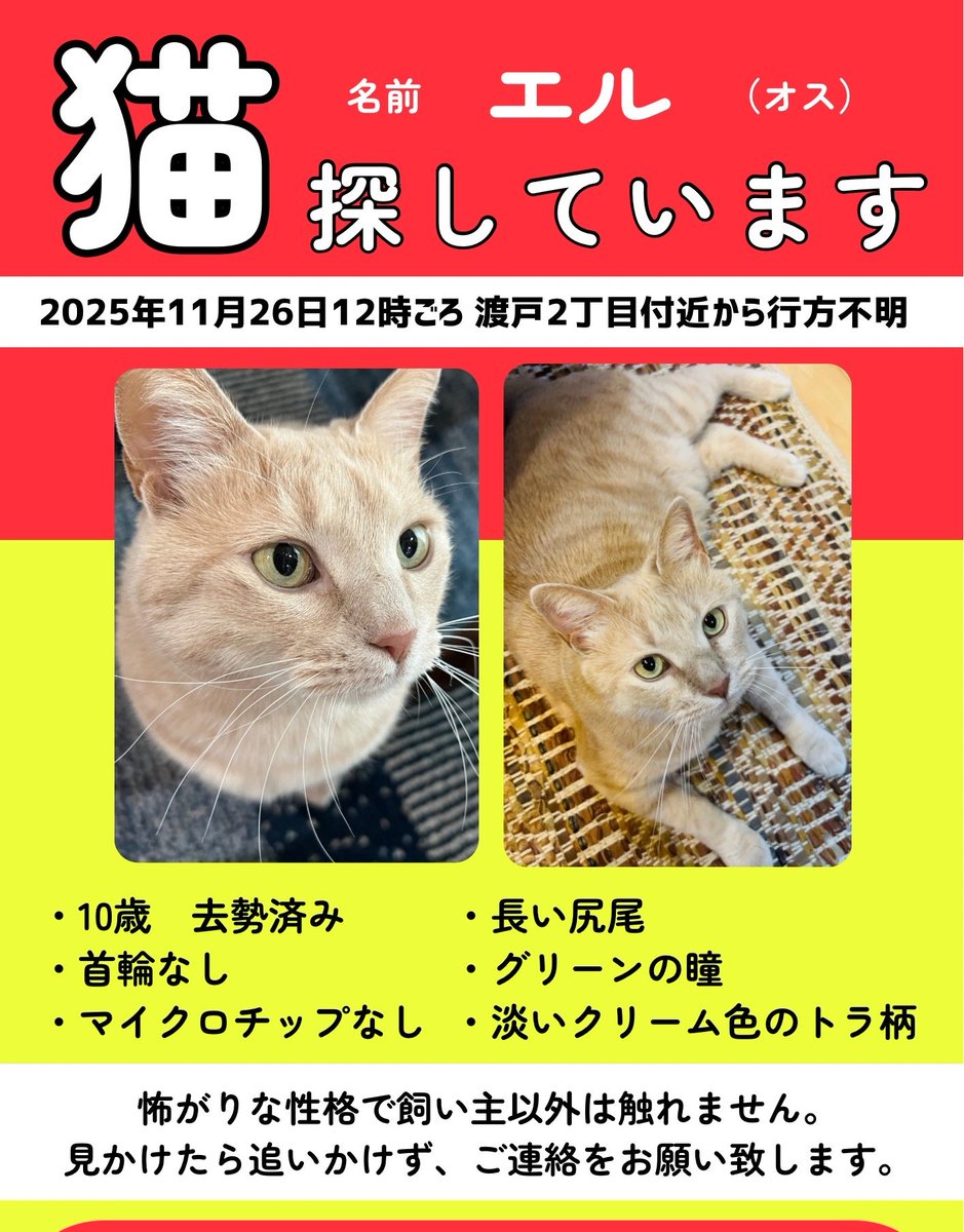 okotamaru's tweet photo. #迷い猫

チラシを新しくしましました。
明日、届くそうなので再度ポスティングします。

#埼玉県 #富士見市 #渡戸2丁目付近 #ふじみ野市 #苗間付近
些細な事でも構いませんので、連絡をお願いいたします。

お外の子にご飯をあげている方
エルくんお邪魔していませんか？ https://t.co/wBPrAJnFpo