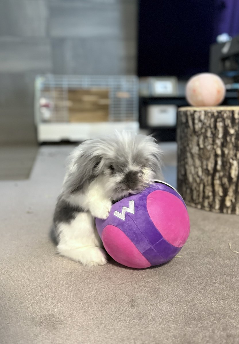 むぅもこ tweet media