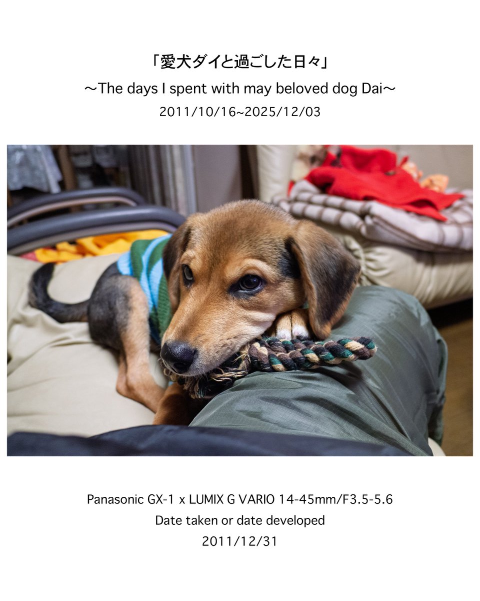naoki_kawashima's tweet image. .
＊－＊－＊－＊－＊ー＊ー＊ー＊ー＊ー＊－＊
〜愛犬ダイとの14年間を振り返る〜

このInstagram(2025/12/06〜)は、大切な家族の一員として共に暮らした愛犬「ダイ」の14年間を、私が撮影した写真で振り返ります。

＊－＊－＊－＊－＊ー＊ー＊ー＊ー＊ー＊－＊
【今回の投稿写真】…
