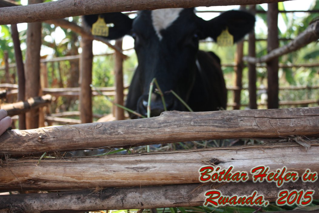 Bothar's tweet image. A Christmas Gift from Bóthar to Rwanda! 🇷🇼🎄

Thanks to our donors' generosity, we're partnering with @RippleEffectNGO, providing livestock to farming women, and training sessions on animal husbandry &amp;amp; sustainable agriculture 👩‍🌾🐮🌱

#Bóthar #fundingfarmingfamilies #bótharlear