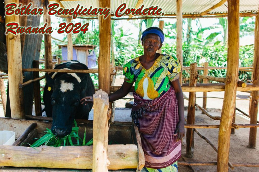 Bothar's tweet image. A Christmas Gift from Bóthar to Rwanda! 🇷🇼🎄

Thanks to our donors' generosity, we're partnering with @RippleEffectNGO, providing livestock to farming women, and training sessions on animal husbandry &amp;amp; sustainable agriculture 👩‍🌾🐮🌱

#Bóthar #fundingfarmingfamilies #bótharlear