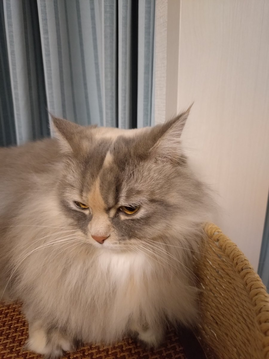 #猫 #猫のいる暮らし #マンチカン
今日で1歳児卒業のネネちゃんの様子…(｡•́ - •̀｡)