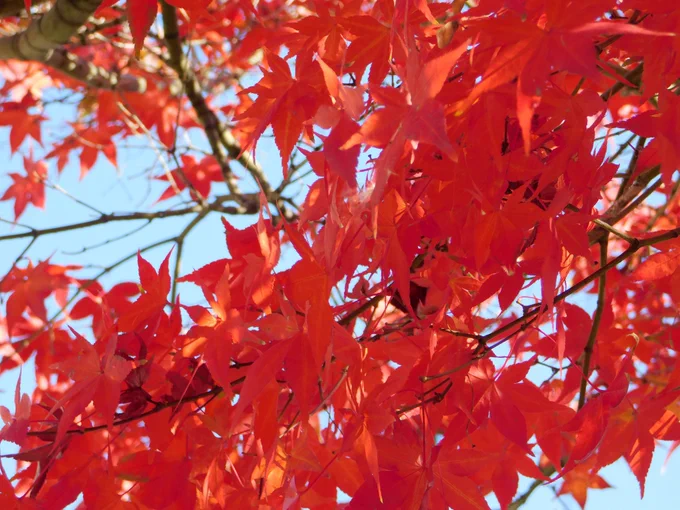 小さな公園ちかくの紅葉、ここの紅葉はまだキレイですね。