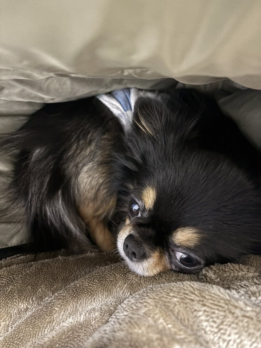 いぬ好き(ง ᵕωᵕ)ว♪ こんばんなのかー✨ 巣穴に住むタイプのいっぬ 発見したー