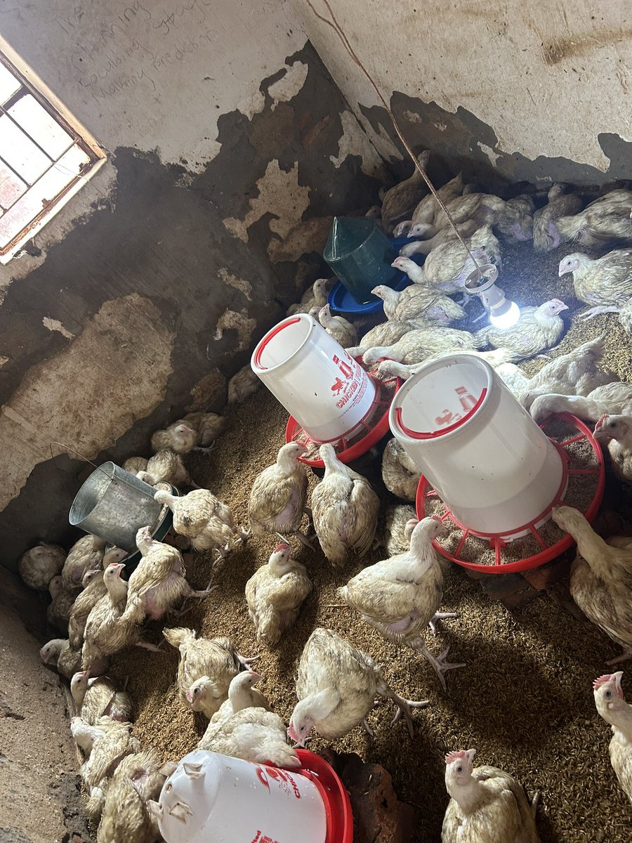 Ndiwo za Christmas, to be ready next week guys.Mundigureko🙏🏽. Area 25A📍

Please retweet. 🙏🏽