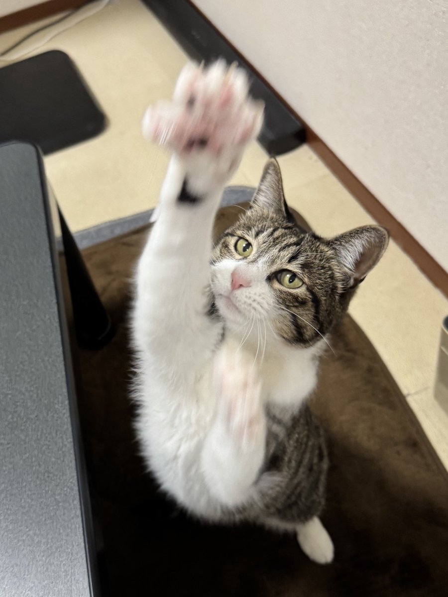 ぎんのねこ (@ginnonekoch) / Posts / X