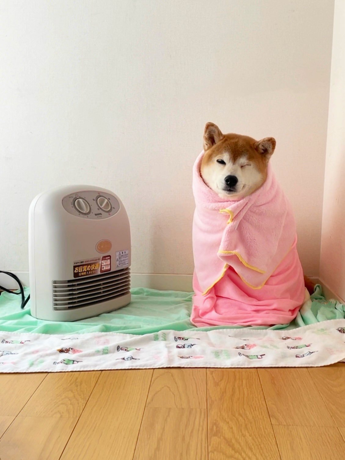 柴犬さん☆骨 柴犬·͜·♡もも on X: 
