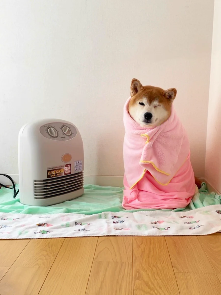 柴犬·͜·♡もも on X: 