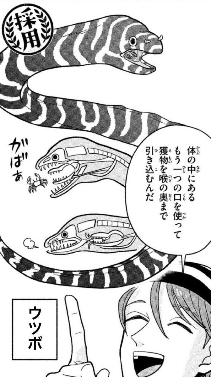 【毎日動物トリビア】3
ウツボは口のなかに口がある

※画像1枚目の人はウツボじゃないです

「天地創造デザイン部」9巻発売記念! 毎日更新中 