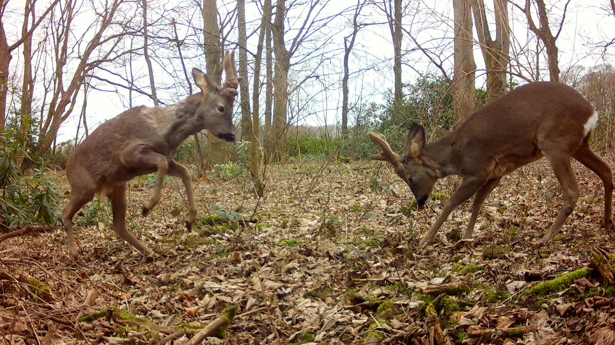 <a href="/AnnMile71721158/">Ann Miles</a> <a href="/BritishDeerSoc/">British Deer Society (BDS)</a> <a href="/birderjack/">Jack</a> <a href="/davidwinspear1/">David Winspear</a> <a href="/naturepirate/">Lee Roberts secret world of wildlife</a> <a href="/wightdeer/">iwdeerconservation</a> <a href="/karina_kk24/">Karina Prince - (Fanaccount)</a> <a href="/Rubinette4/">Rubinette</a> <a href="/TonyRamsden12/">Tony Ramsden 30770451</a> In winter Roe deer will for small groups, usually single figures. The most I've picked up on camera at one time was 9. Although bucks are more tolerant in the winter, the two main bucks I had in the area were constantly at each other's throats. Even on on Xmas day 🥊