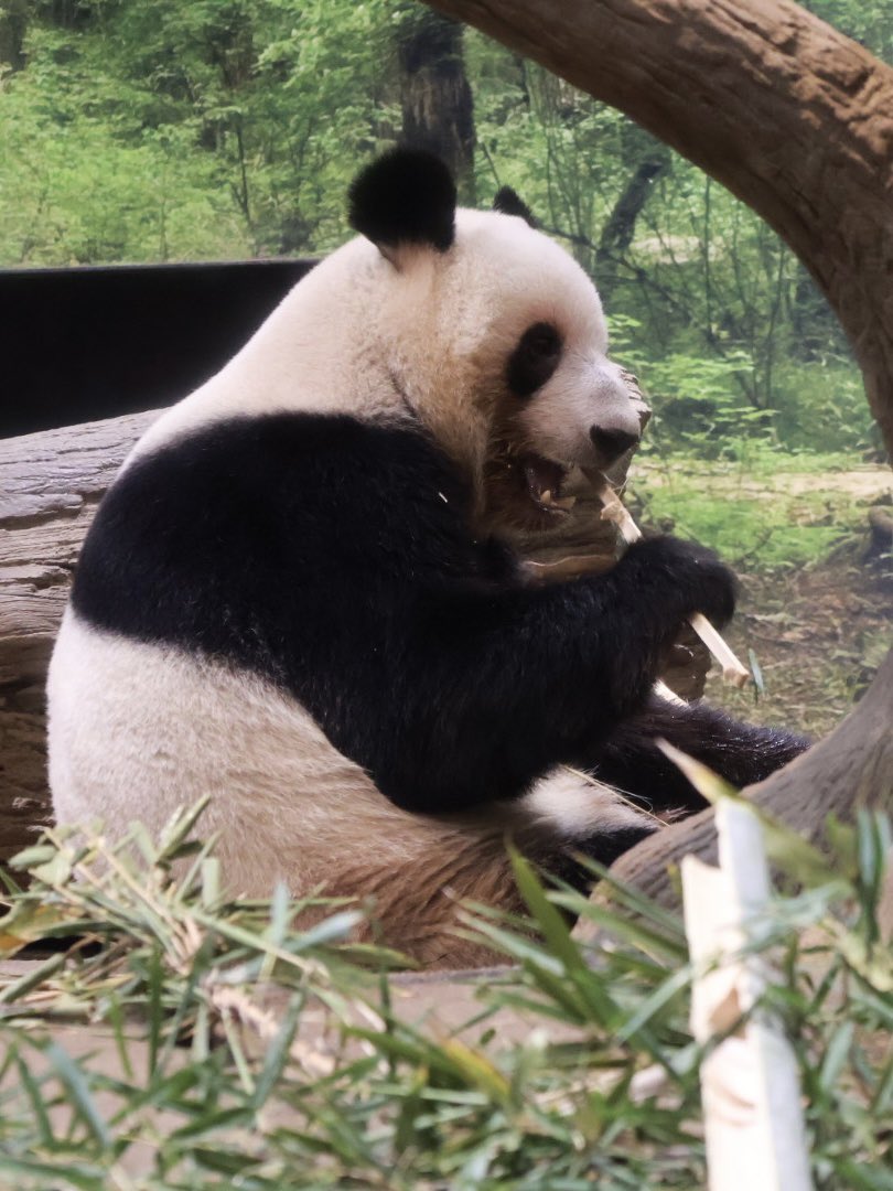 ちーじー🐼🌼 (@mutasokj) / Posts / X