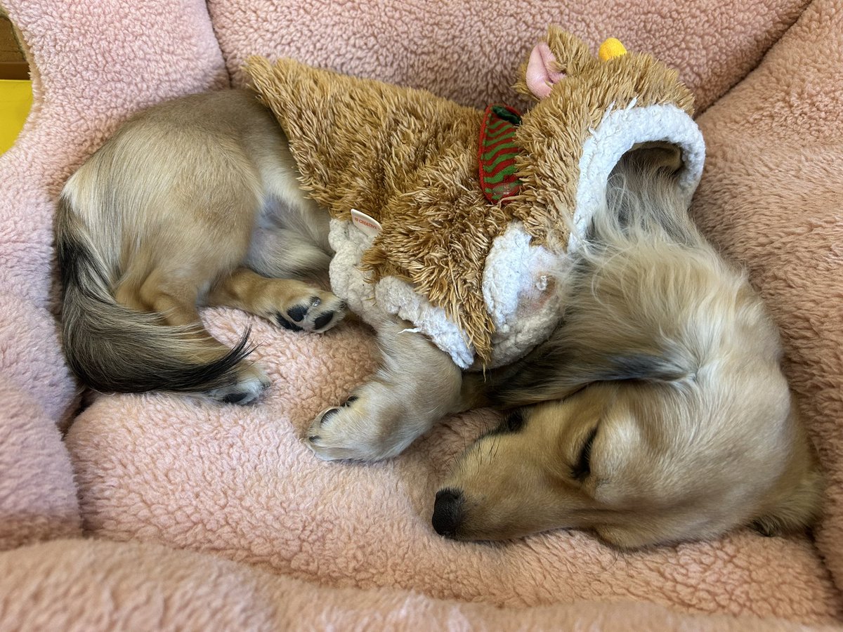 𝙎𝙖𝙮𝙖𝙠𝙖 (@lapin_221) on Twitter photo 