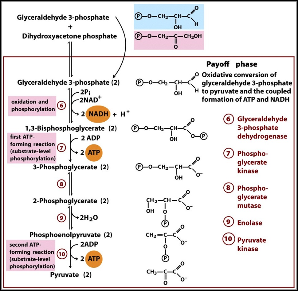 Heessflow's tweet image. ga kuat belajar biokim plss