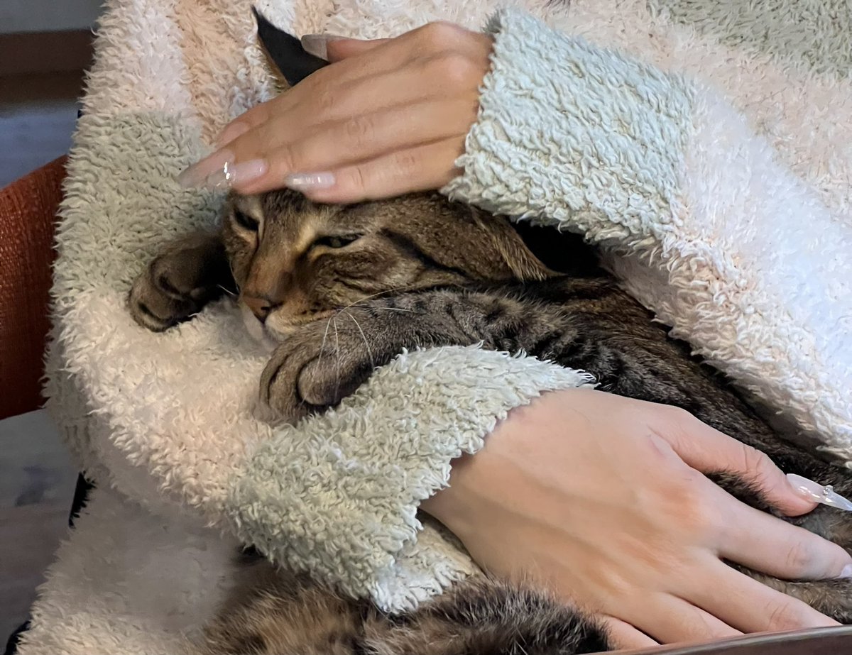 Shooster02Radio's tweet photo. 強制捕獲はイヤなんだけど、こういうモコモコモフモフに包まれると秒で眠くなってしまうという魔法。 https://t.co/plC6zogizE