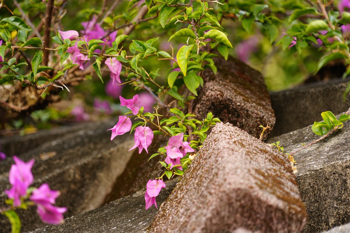 Nago City Hall in Okinawa. I love the architecture. It feels somewhat brutalist to me.
