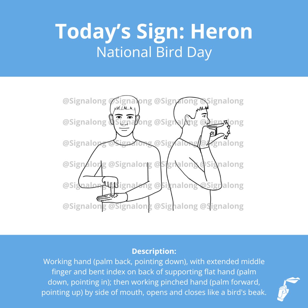Signalong's tweet image. Celebrate #NationalBirdDay today by learning the sign for Heron. 

Did you know, heron’s build their nests high in the trees and they nest in colonies called heronries. 

#Birds #LearnSignalong #Signalong