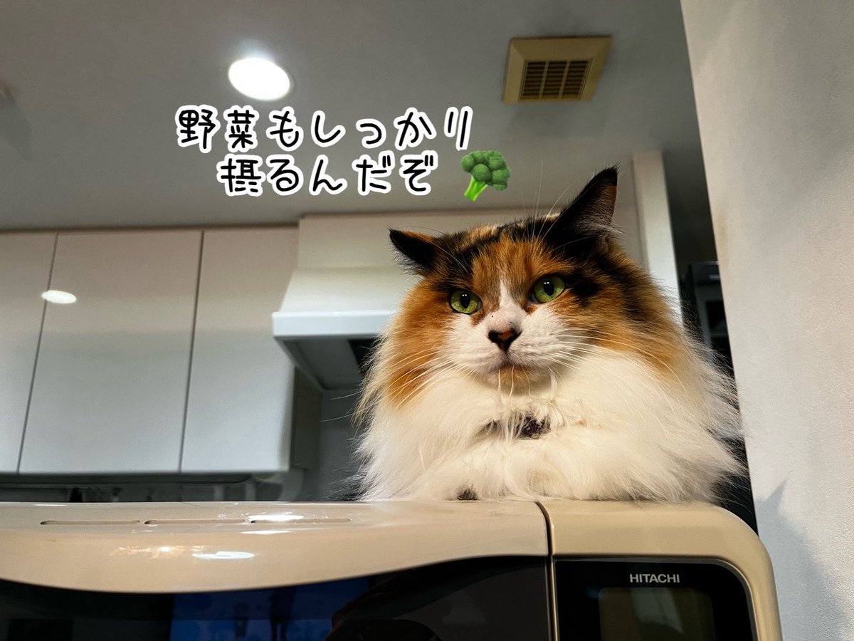 ねこねこ空港 (@nekoneko747) / Posts / X