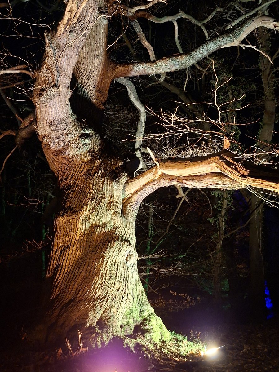 Helencello's tweet photo. Good Morning Tree Lovers
Slumbering In the Darkness
#thicktrunktuesday
#Aglow #BishopAuckland https://t.co/hziBUluOTt