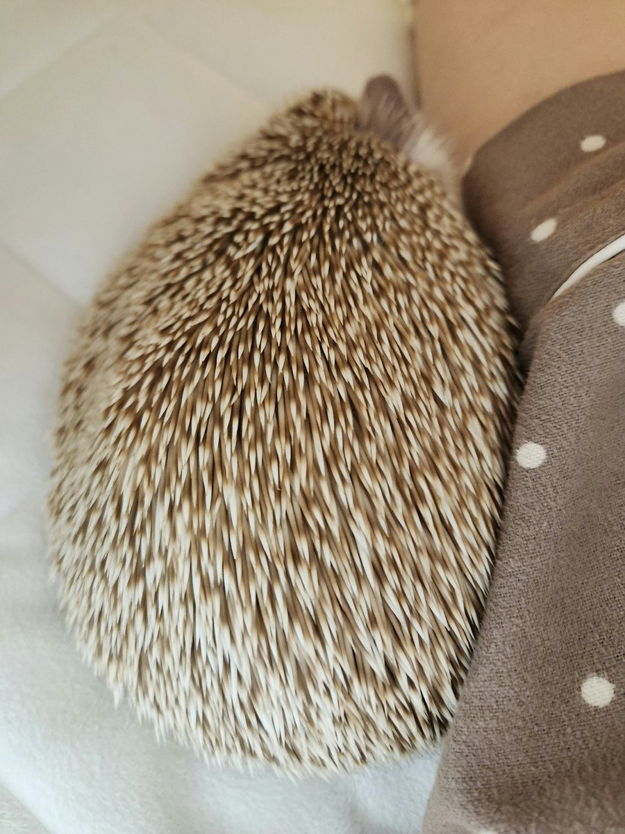 비록 언니가 약도 먹이고 발톱도 깎았지만 난 언니가 좋아 = 언니 손은 싫다.