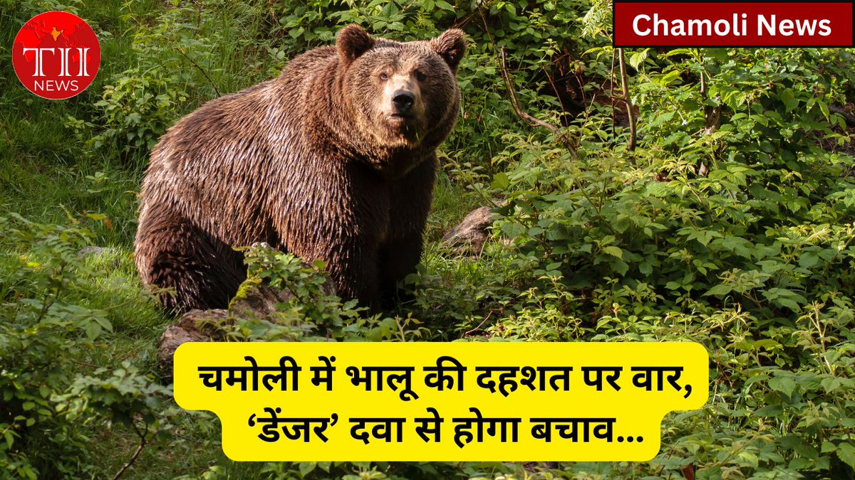 Tindiainsight's tweet photo. चमोली में भालू की दहशत पर वार, ‘डेंजर’ दवा से होगा बचाव…

https://t.co/czVLscqc7k

#bear #bearattacks #forestdepartment #uttarakhand #chamoli #terror #controlplan #danger #theindiainsights https://t.co/EAHC9XbM7T