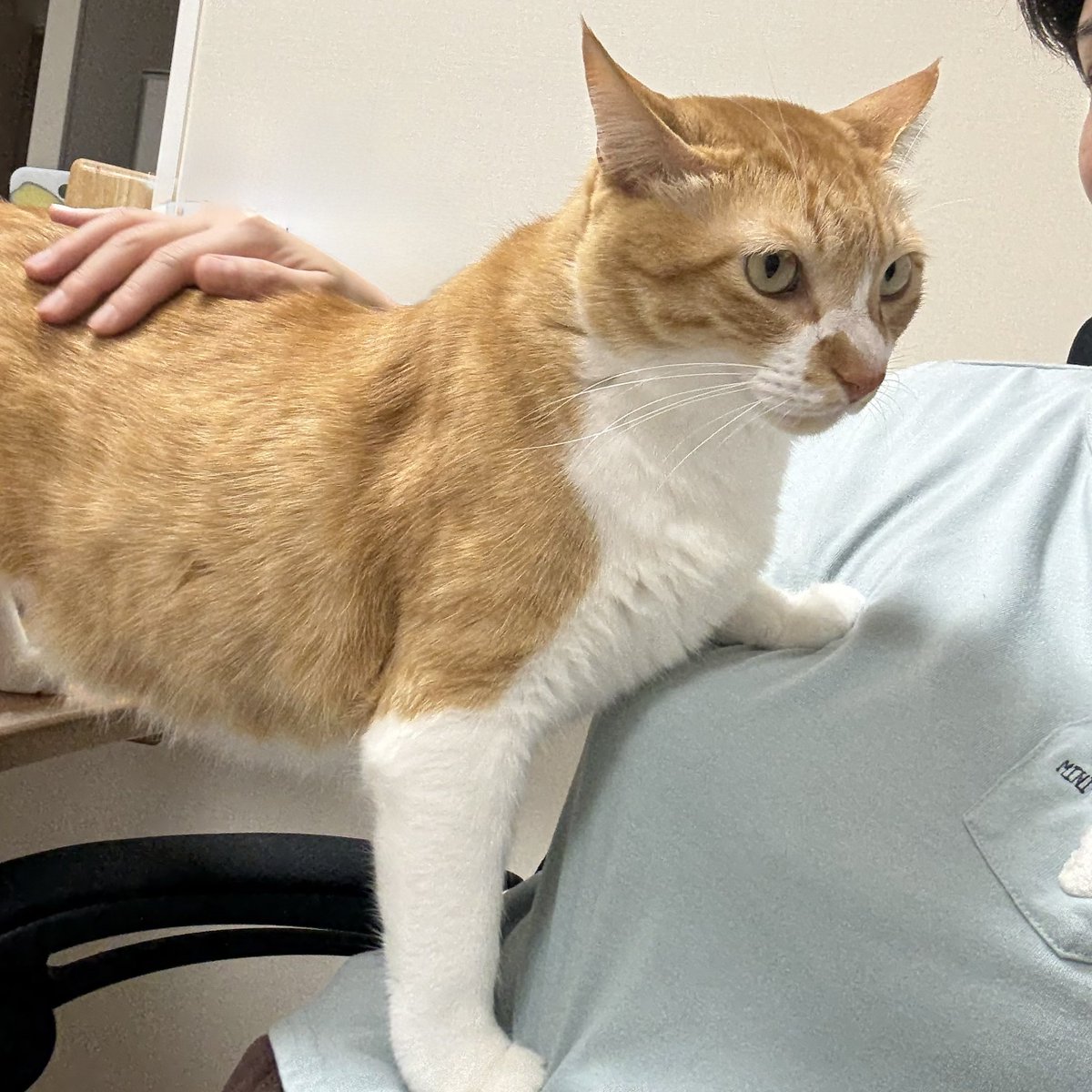 りょーなお NEWS🌻】 ⁡ #藤澤涼架 、OFFICIAL FAN CLUB「Ringo Jam」連動企画